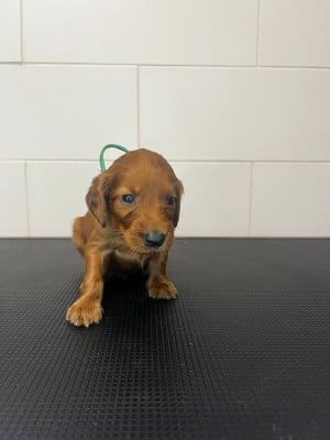 Les chiots de Setter irlandais rouge