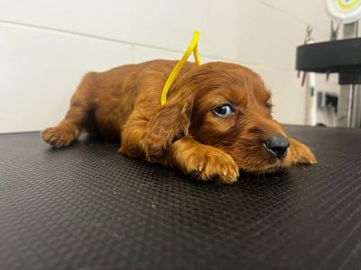 Les chiots de Setter irlandais rouge