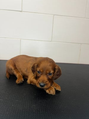 Les chiots de Setter irlandais rouge