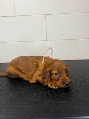 Les chiots de Setter irlandais rouge