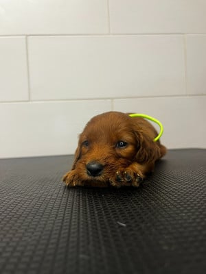 Les chiots de Setter irlandais rouge