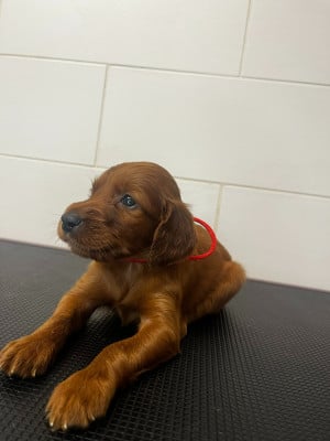 Les chiots de Setter irlandais rouge