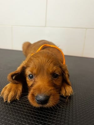 Les chiots de Setter irlandais rouge