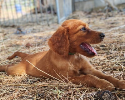 Les chiots de Setter irlandais rouge