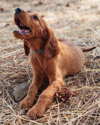 Les chiots de Setter irlandais rouge