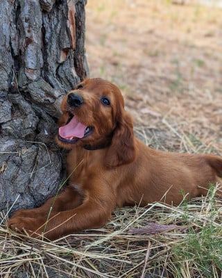 Les chiots de Setter irlandais rouge