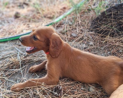 Les chiots de Setter irlandais rouge
