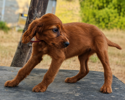 Les chiots de Setter irlandais rouge