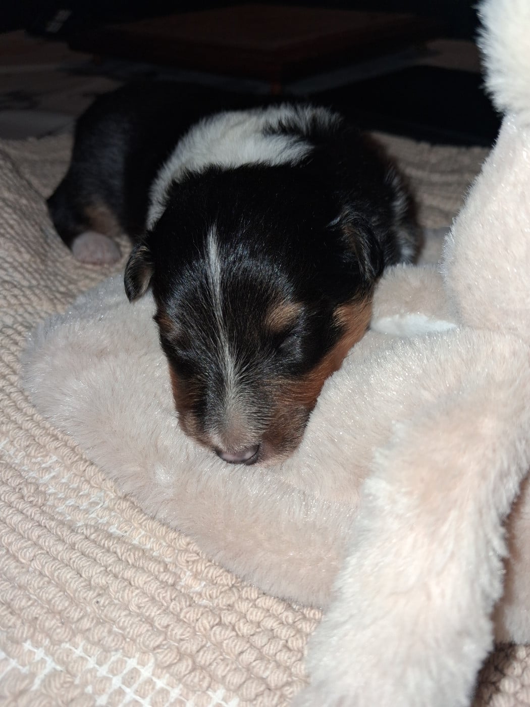 Baloo - Shetland Sheepdog