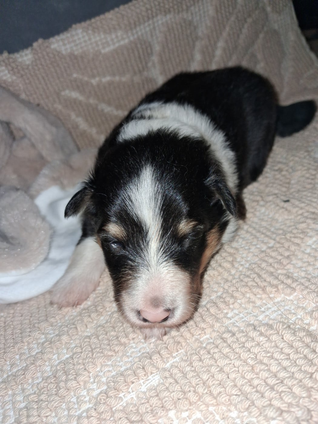 Belle - Shetland Sheepdog