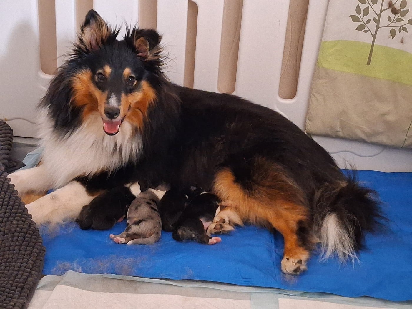Shetland Sheepdog - De L?Ocean Noire
