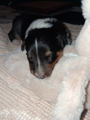 Les chiots de Shetland Sheepdog
