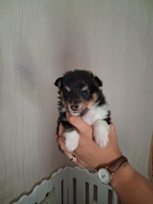 Les chiots de Shetland Sheepdog