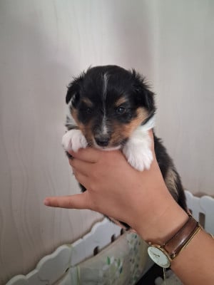 Les chiots de Shetland Sheepdog