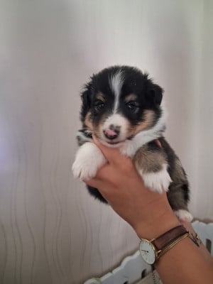Les chiots de Shetland Sheepdog