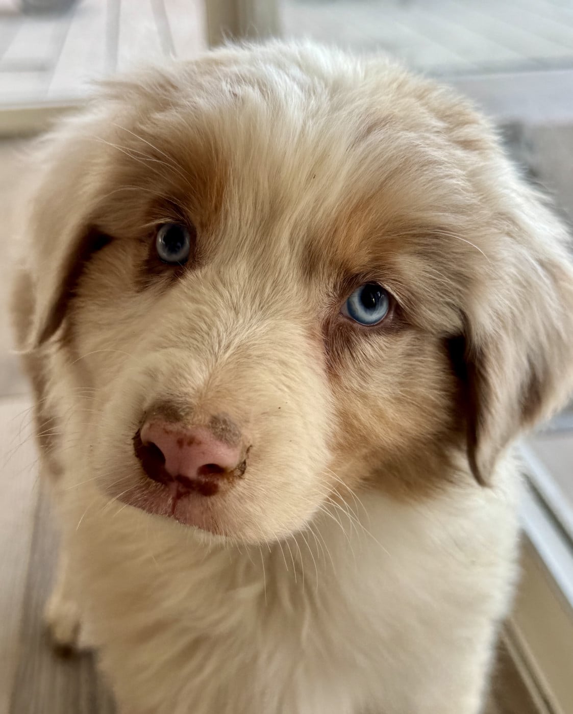 Chiot Berger Australien