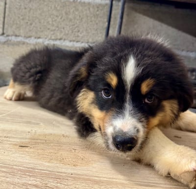 Les chiots de Berger Australien