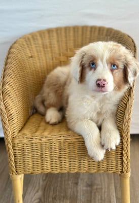 Les chiots de Berger Australien
