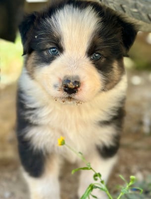 Les chiots de Berger Australien