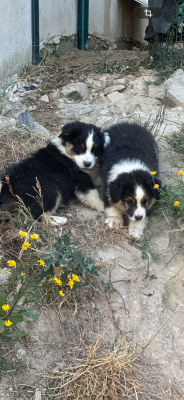 Les chiots de Berger Australien