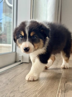 Les chiots de Berger Australien