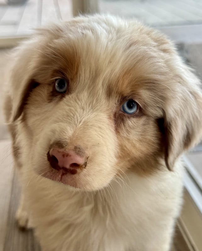 Berger Australien - Di Cani Sulaghjinci