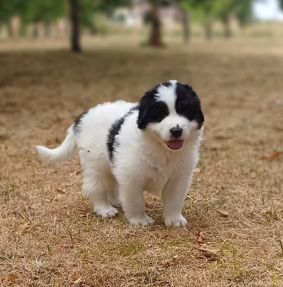 Buffy - Berger de Bosnie-Herzegovine et de Croatie