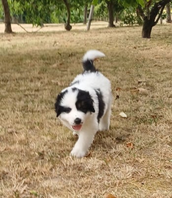 Les chiots de Berger de Bosnie-Herzegovine et de Croatie