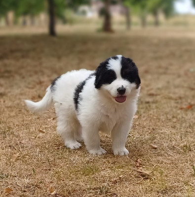Les chiots de Berger de Bosnie-Herzegovine et de Croatie