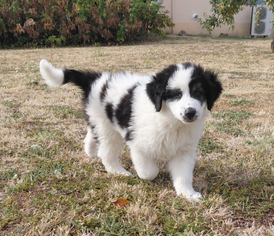 Les chiots de Berger de Bosnie-Herzegovine et de Croatie