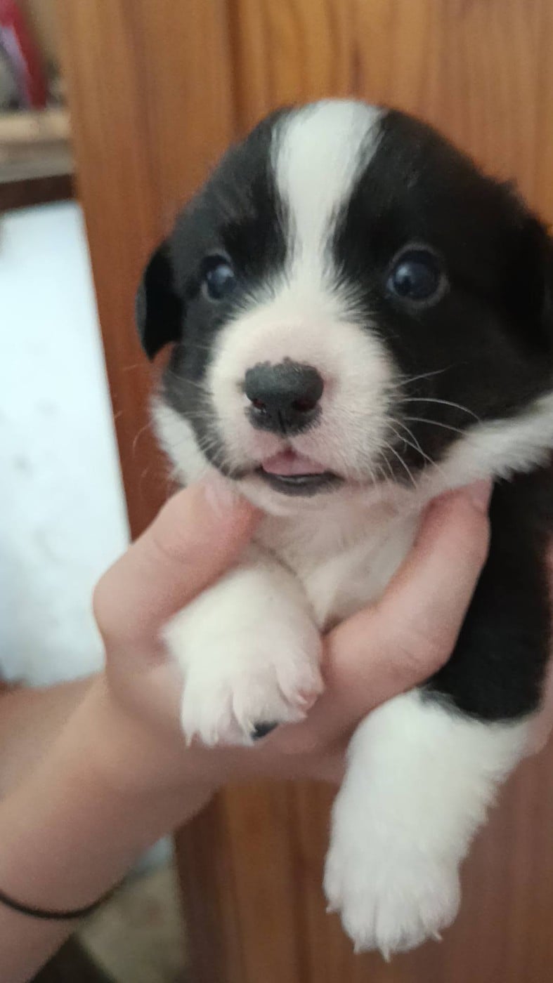 BAHIA - Welsh Corgi Cardigan