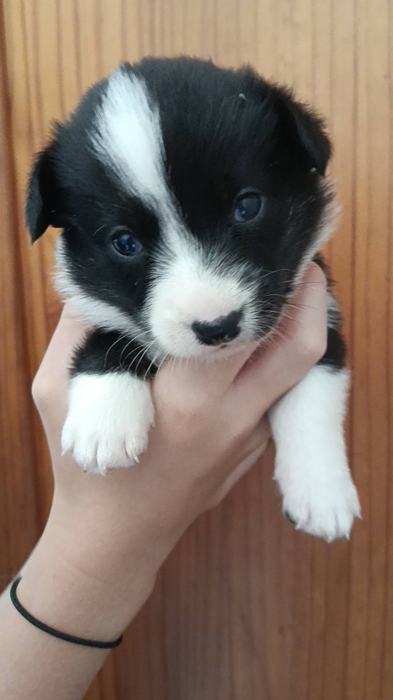 BONNIE - Welsh Corgi Cardigan