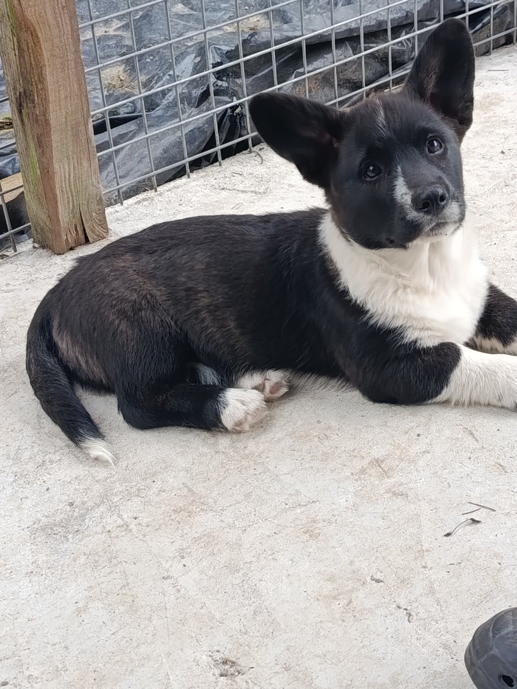 Welsh Corgi Cardigan - Du Reglisse Blanc