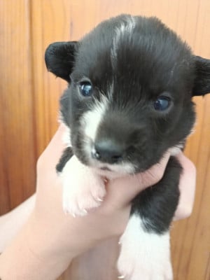 Les chiots de Welsh Corgi Cardigan