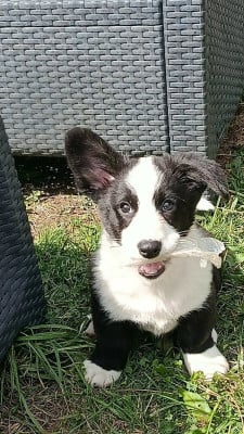 Les chiots de Welsh Corgi Cardigan