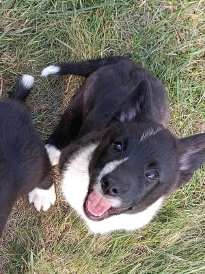 Les chiots de Welsh Corgi Cardigan