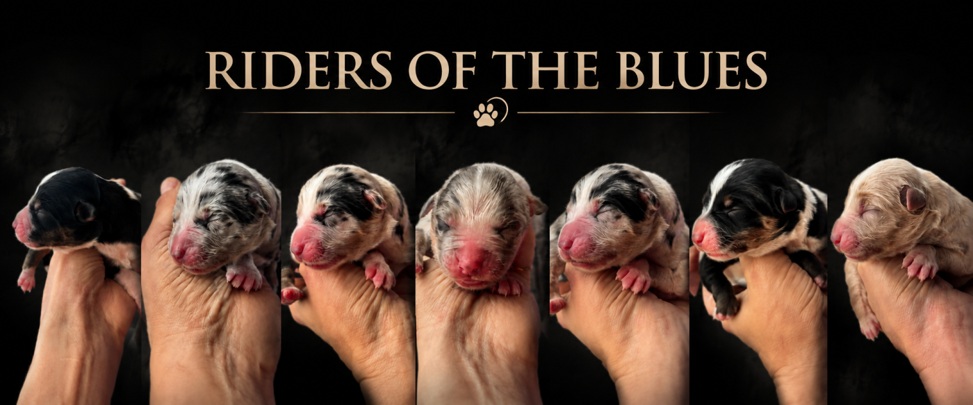 Berger Américain Miniature  - Riders Of The Blues