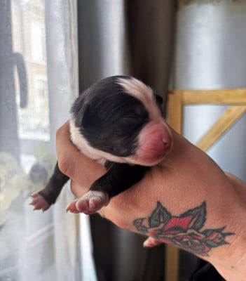 Les chiots de Berger Américain Miniature 