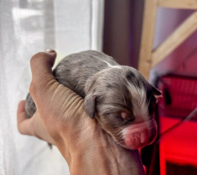 Les chiots de Berger Américain Miniature 