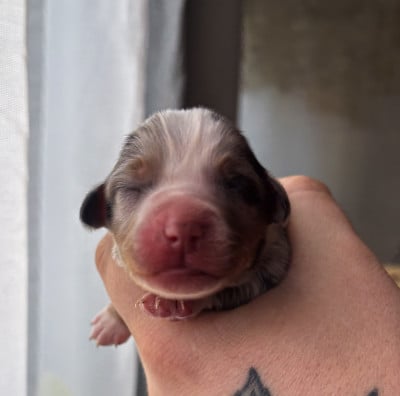 Les chiots de Berger Américain Miniature 