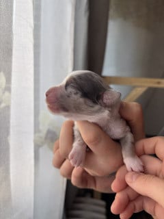 Les chiots de Berger Américain Miniature 