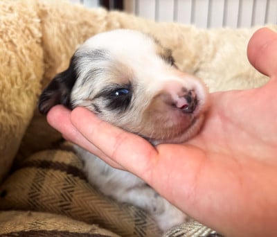 Les chiots de Berger Américain Miniature