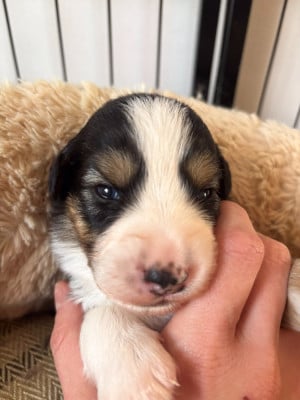 Les chiots de Berger Américain Miniature