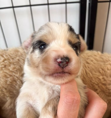Les chiots de Berger Américain Miniature