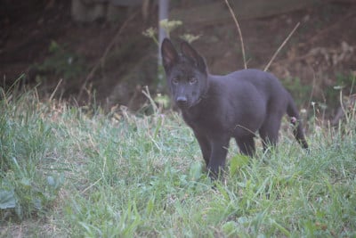 Les chiots de Berger Allemand