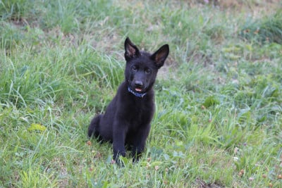 Les chiots de Berger Allemand