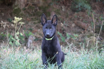 Les chiots de Berger Allemand