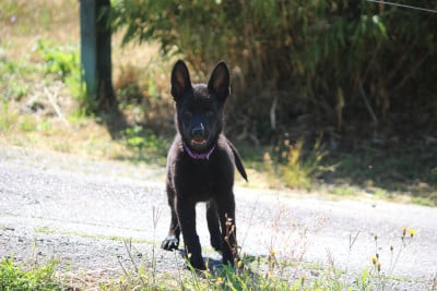 Les chiots de Berger Allemand