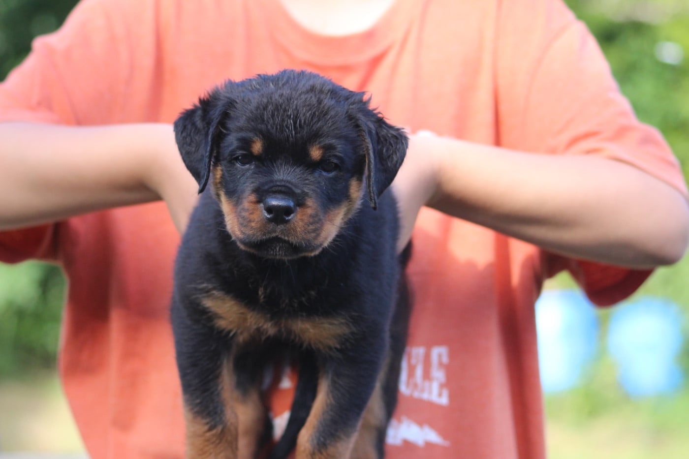 BACHIRA - Rottweiler
