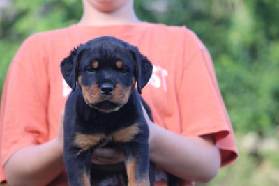Les chiots de Rottweiler